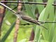 Alder Flycatcher (Empidonax alnorum)