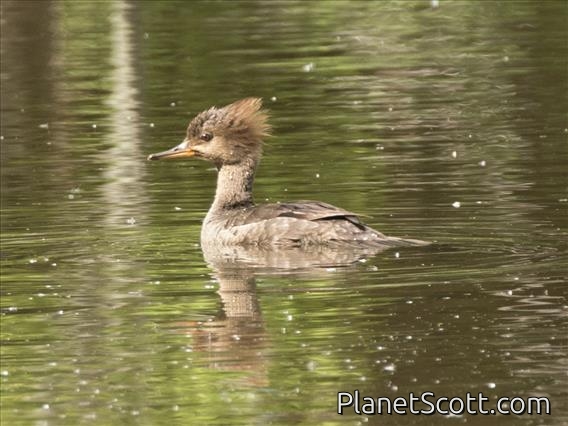 Hooded Merganser (Lophodytes cucullatus) - Female