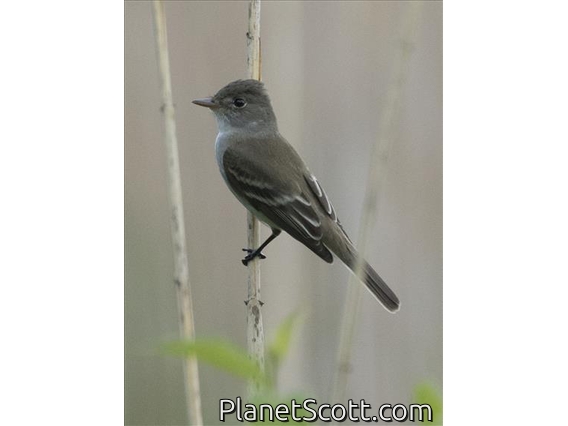 Alder Flycatcher (Empidonax alnorum)
