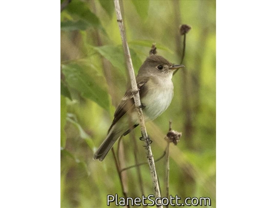 Willow Flycatcher (Empidonax traillii)