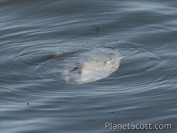 Ocean Sunfish (Mola mola)
