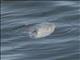 Ocean Sunfish (Mola mola)