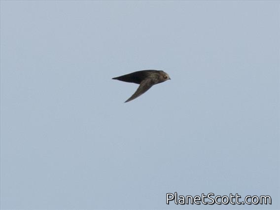 Black Swift (Cypseloides niger)