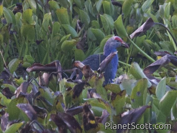 Gray-headed Swamphen (Porphyrio poliocephalus)