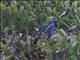 Gray-headed Swamphen (Porphyrio poliocephalus)