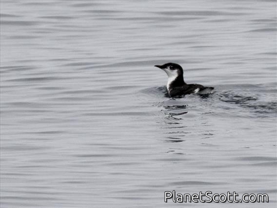 Guadalupe Murrelet (Synthliboramphus hypoleucus)