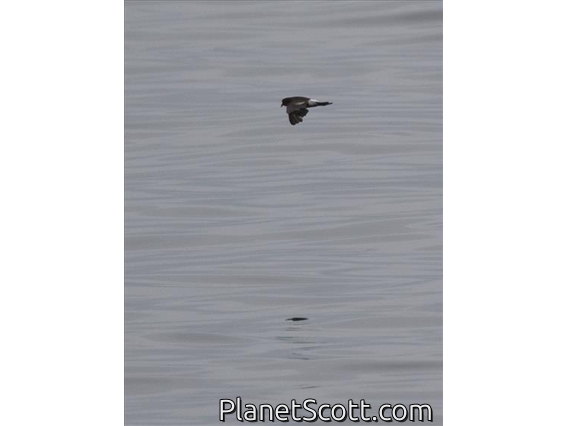 Wilson's Storm-Petrel (Oceanites oceanicus)