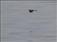 Wilsons Storm-Petrel (Oceanites oceanicus)