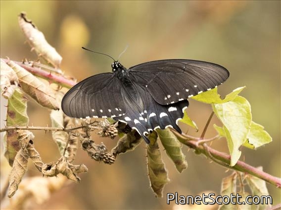 Pipevine Swallowtail (Battus philenor)