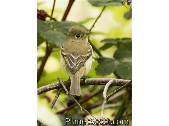 Western Flycatcher (Empidonax difficilis)