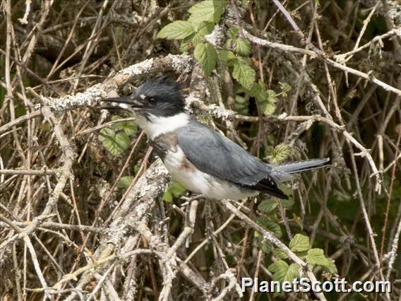 Belted Kingfisher (Megaceryle alcyon)