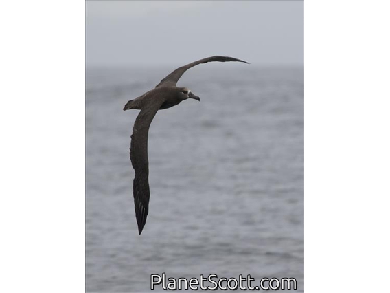 Black-footed Albatross (Phoebastria nigripes)