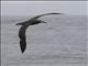 Black-footed Albatross (Phoebastria nigripes)