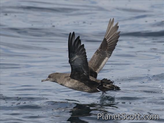 Sooty Shearwater (Ardenna grisea)