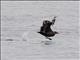 South Polar Skua (Stercorarius maccormicki)