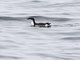 Scripps's Murrelet (Synthliboramphus scrippsi)