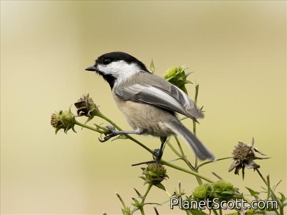 Black-capped Chickadee (Poecile atricapillus)