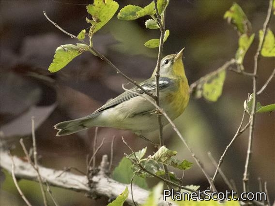 Northern Parula (Setophaga americana)