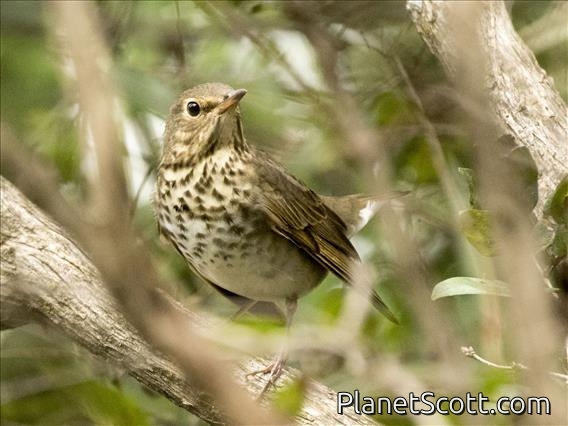 Swainson's Thrush (Catharus ustulatus)