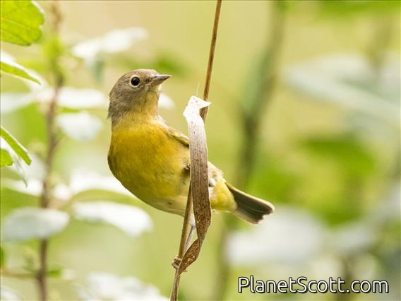 Nashville Warbler (Oreothlypis ruficapilla)