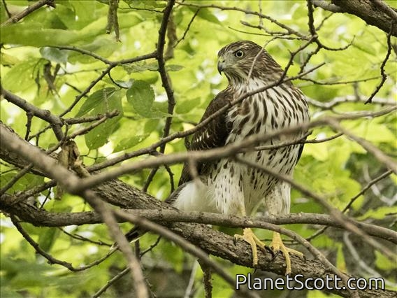 Cooper's Hawk (Accipiter cooperii)