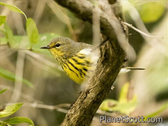 Cape May Warbler (Setophaga tigrina)