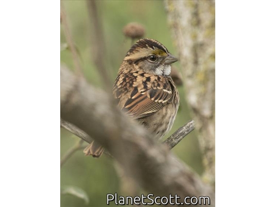 White-throated Sparrow (Zonotrichia albicollis)