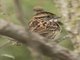 White-throated Sparrow (Zonotrichia albicollis)