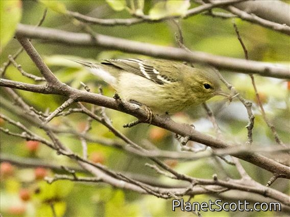 Blackpoll Warbler (Setophaga striata)