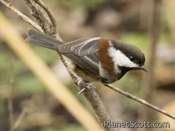 Chestnut-backed Chickadee (Poecile rufescens)