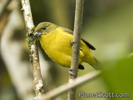 Thick-billed Euphonia (Euphonia laniirostris) Female