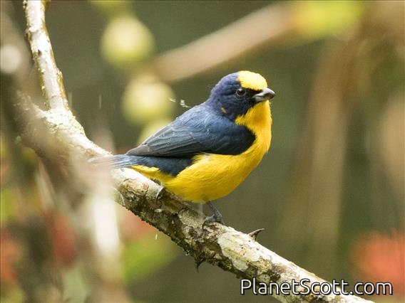 Thick-billed Euphonia (Euphonia laniirostris) Male
