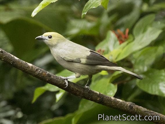 Palm Tanager (Thraupis palmarum)