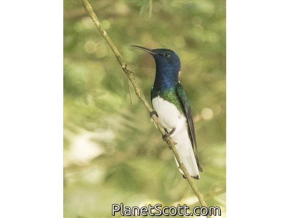 White-necked Jacobin (Florisuga mellivora) - Male