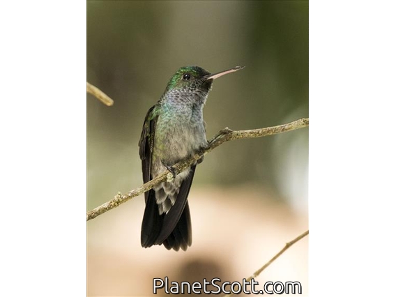 Blue-chested Hummingbird (Amazilia amabilis)