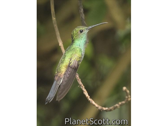 White-vented Plumeleteer (Chalybura buffonii)