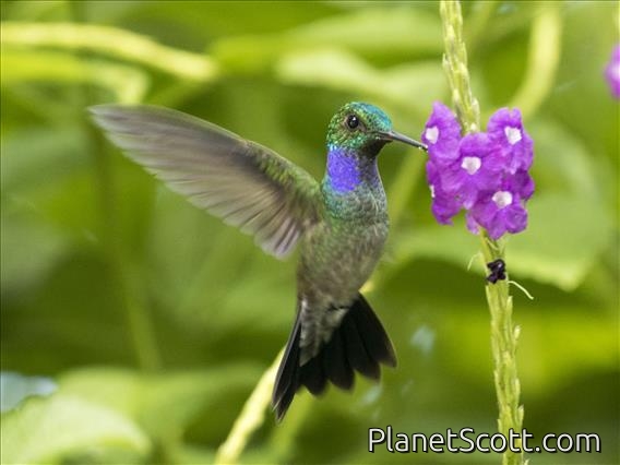 Blue-chested Hummingbird (Amazilia amabilis) - Male