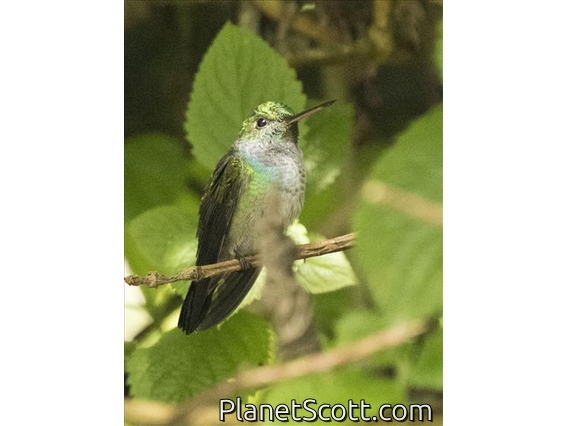 Blue-chested Hummingbird (Amazilia amabilis) - Female