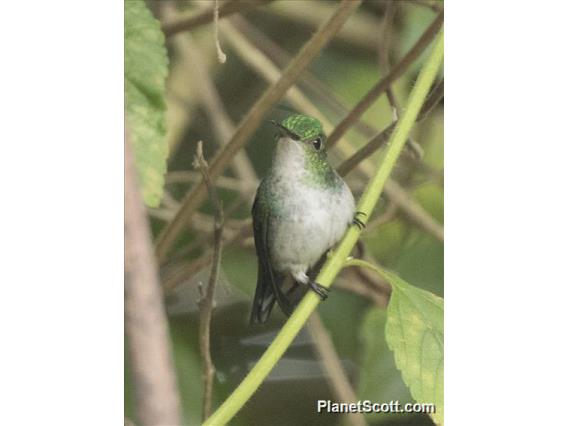 Violet-bellied Hummingbird (Chlorestes julie)