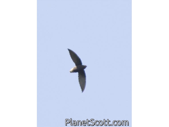 Short-tailed Swift (Chaetura brachyura)