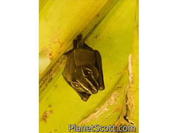 Common Tent-making Bat (Uroderma magnirostrum)