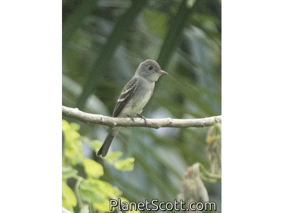 Tropical Pewee (Contopus cinereus)
