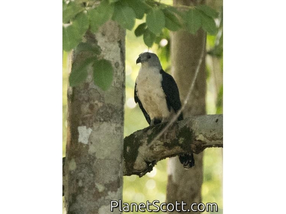 Gray-headed Kite (Leptodon cayanensis)