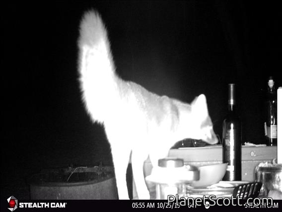 Gray Fox (Urocyon cinereoargenteus)