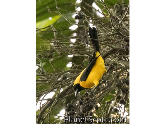 Yellow-backed Oriole (Icterus chrysater)