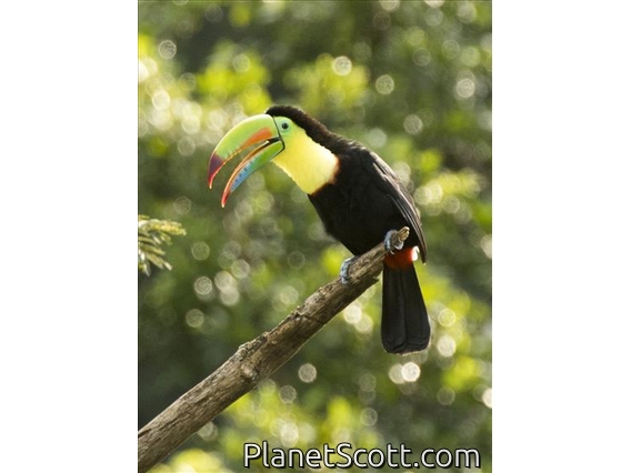 Keel-billed Toucan (Ramphastos sulfuratus)