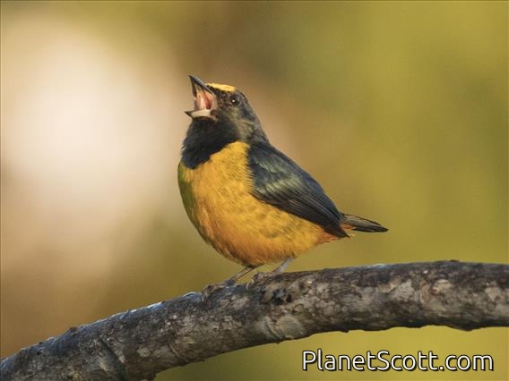 Fulvous-vented Euphonia (Euphonia fulvicrissa) - Male