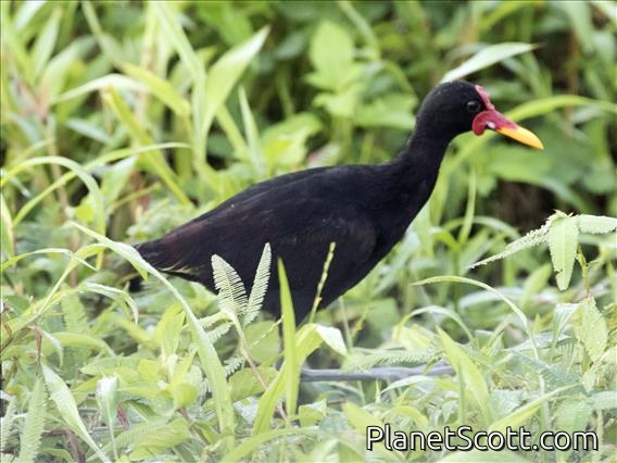Wattled Jacana (Jacana jacana)