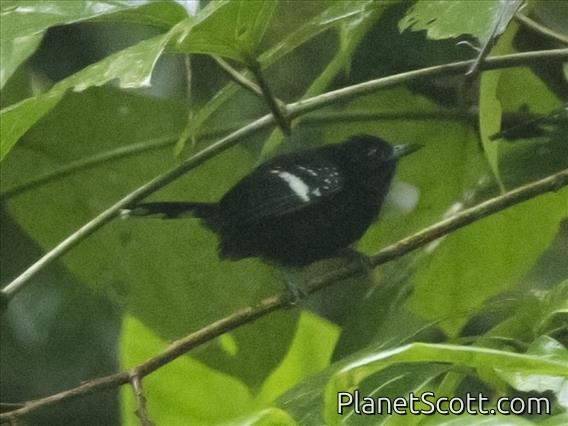 Dot-winged Antwren (Microrhopias quixensis)