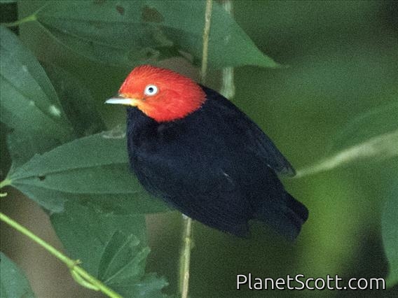 Red-capped Manakin (Ceratopipra mentalis)